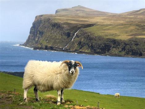 Scottish Sheep (Small)
